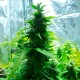 Auto Super Skunk feminised Ganja Seeds - 4 насінини