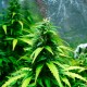 Auto Super Skunk feminised Ganja Seeds - 4 насінини