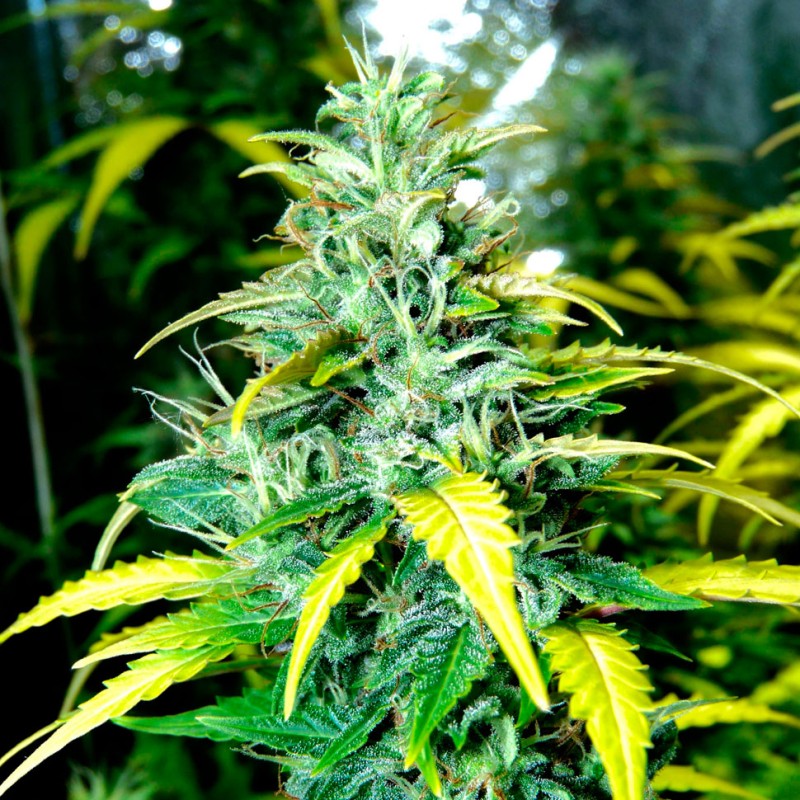 Auto Super Skunk feminised Ganja Seeds - 4 насінини