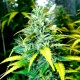 Auto Super Skunk feminised Ganja Seeds - 4 насінини