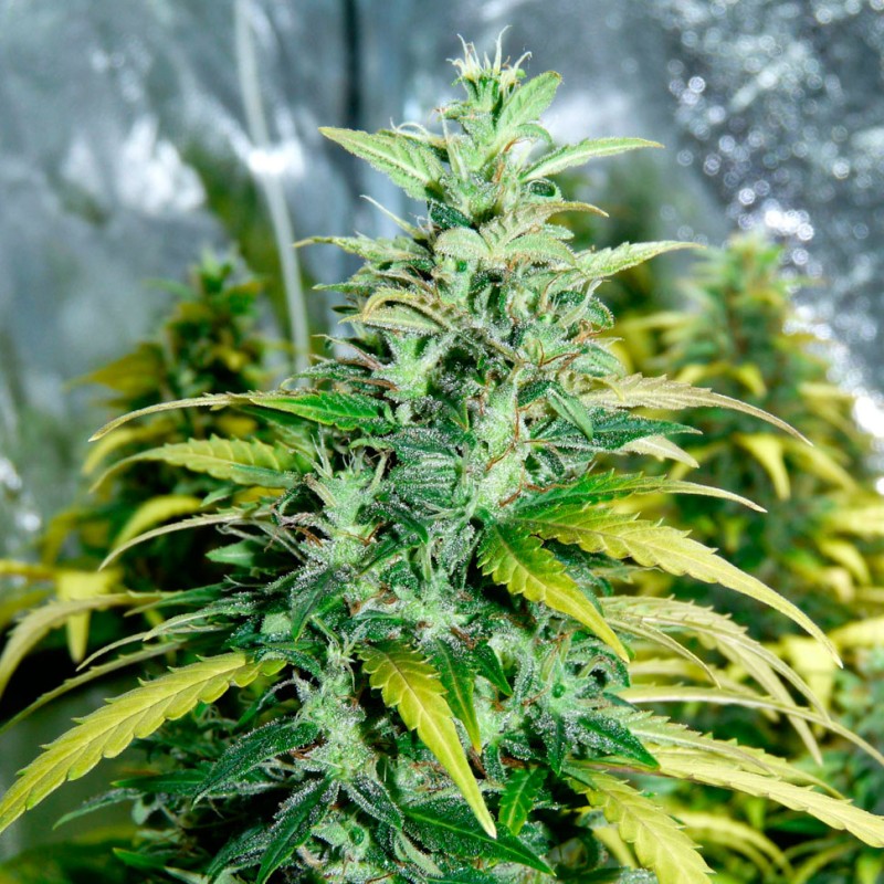Auto Super Skunk feminised Ganja Seeds - 4 насінини
