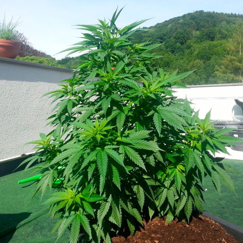 Auto Super Skunk feminised Ganja Seeds - 4 насінини