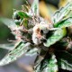 Auto Super Skunk feminised Ganja Seeds - 4 насінини