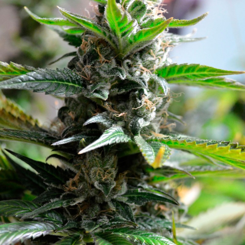 Auto Super Skunk feminised Ganja Seeds - 4 насінини