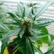 Auto Super Skunk feminised Ganja Seeds - 4 насінини