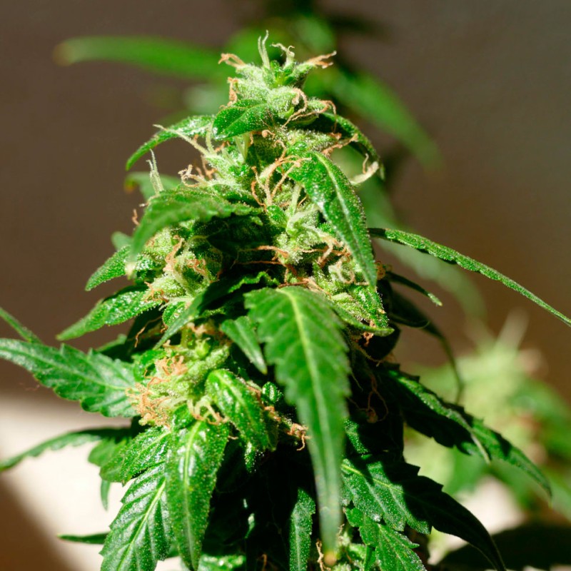 Auto Super Skunk feminised Ganja Seeds - 4 насінини