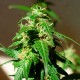 Auto Super Skunk feminised Ganja Seeds - 4 насінини