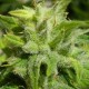 Euforia feminised Ganja Seeds - 2 насінини