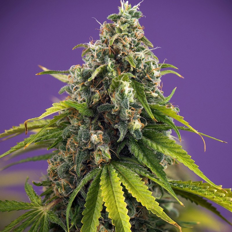 Black Domina x White Russian feminised Ganja Seeds - 2 насінини
