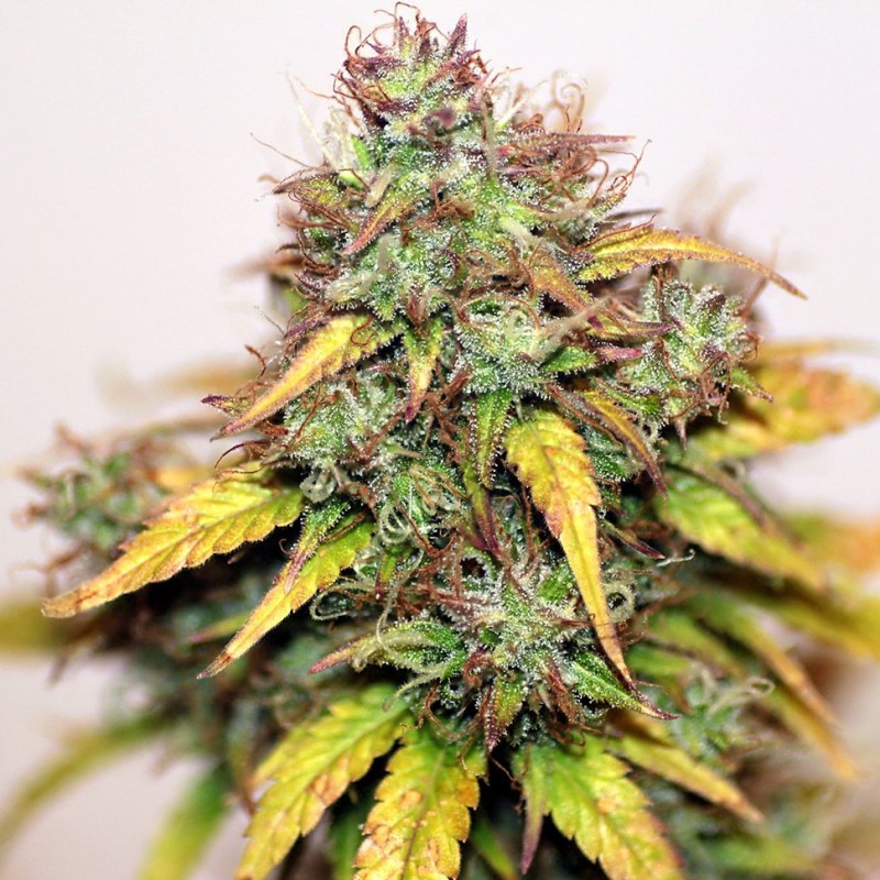 Auto Kush feminised Ganja Seeds - 777 насінин