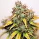 Auto Kush feminised Ganja Seeds - 777 насінин