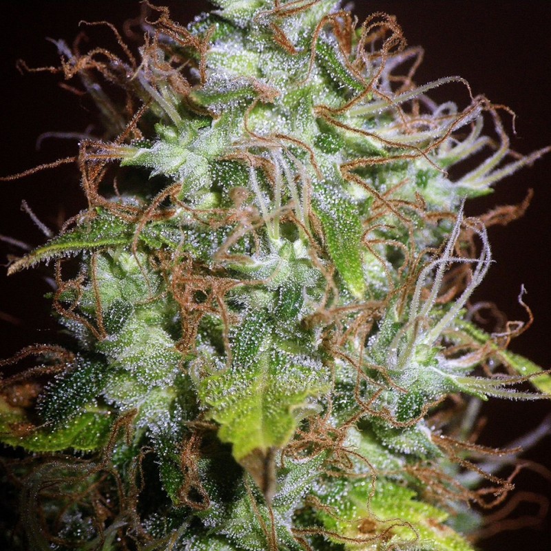 Auto Kush feminised Ganja Seeds - 777 насінин