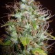 Auto Kush feminised Ganja Seeds - 777 насінин