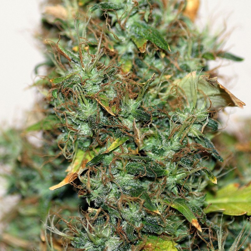 Auto Kush feminised Ganja Seeds - 777 насінин