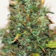 Auto Kush feminised Ganja Seeds - 777 насінин