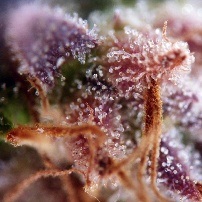 Auto Kush feminised Ganja Seeds - 777 насінин