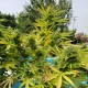 Auto Kush feminised Ganja Seeds - 777 насінин