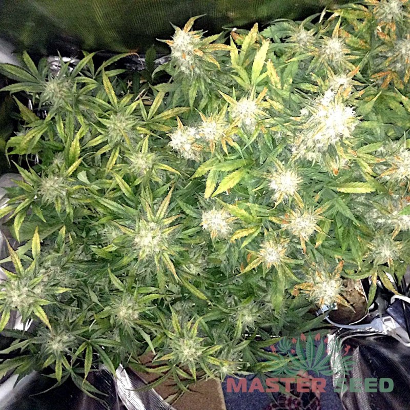 Auto Big Bud feminised Master Seed - 3 насінини