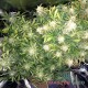 Auto Big Bud feminised Master Seed - 3 насінини