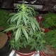 Auto Big Bud feminised Master Seed - 3 насінини