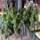 Auto Big Bud feminised Master Seed - 3 насінини