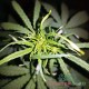 Auto Big Bud feminised Master Seed - 3 насінини