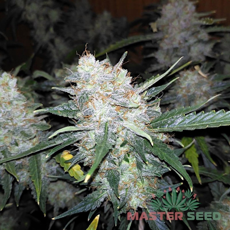 Auto Big Bud feminised Master Seed - 3 насінини