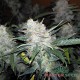 Auto Big Bud feminised Master Seed - 3 насінини