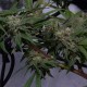 Original Blueberry feminised Victory Seeds