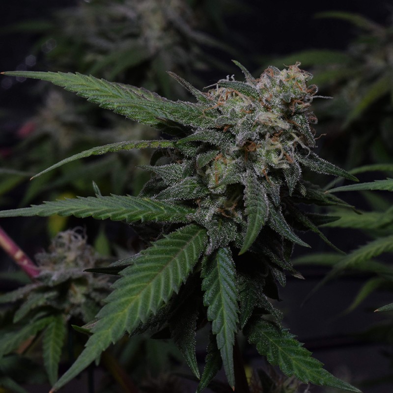 Original Blueberry feminised Victory Seeds