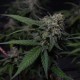 Original Blueberry feminised Victory Seeds