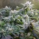 Original Blueberry feminised Victory Seeds