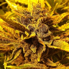 Pepoberry feminised Ganja Seeds