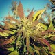 Pepoberry feminised Ganja Seeds