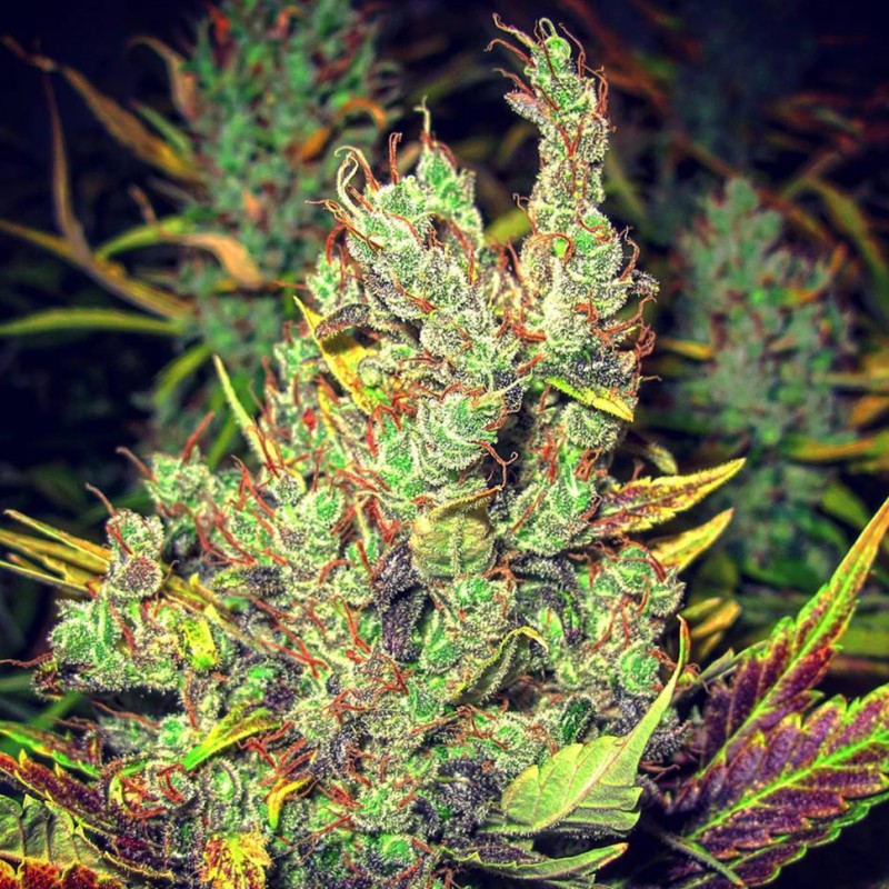 Pepoberry feminised Ganja Seeds