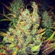 Pepoberry feminised Ganja Seeds