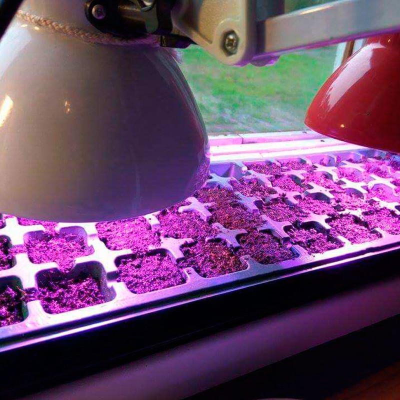 Фитолампа Green Grow 10 Вт