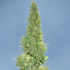 Auto Durban Poison feminised Ganja Seeds