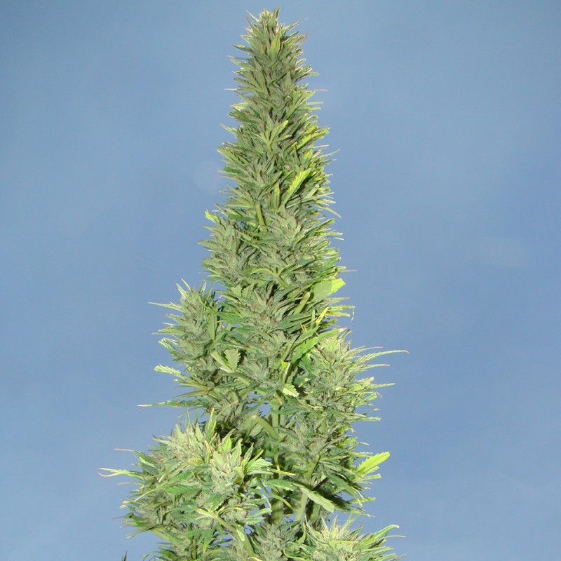 Auto Durban Poison feminised Ganja Seeds