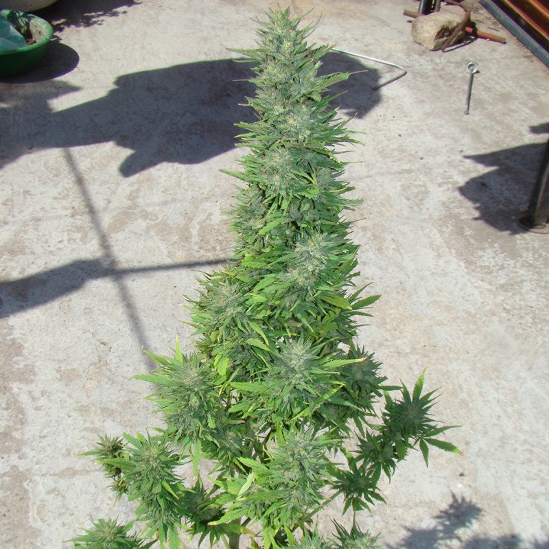 Auto Durban Poison feminised Ganja Seeds