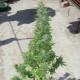 Auto Durban Poison feminised Ganja Seeds