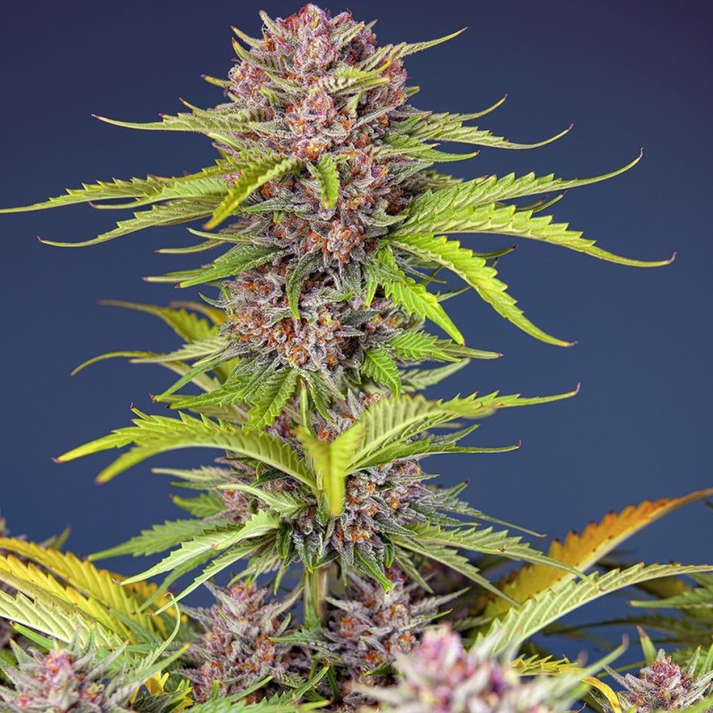 Auto Bruce Banner feminised Ganja Seeds - 2 насінини