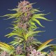 Auto Bruce Banner feminised Ganja Seeds - 2 насінини