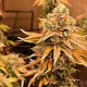 Auto Bruce Banner feminised Ganja Seeds - 2 насінини