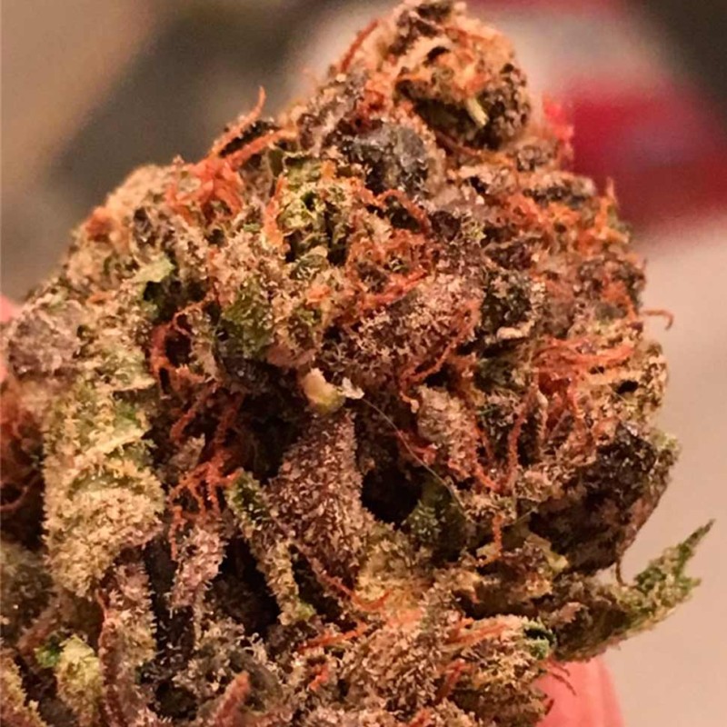 Auto Bruce Banner feminised Ganja Seeds - 2 насінини