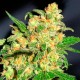 Auto Bruce Banner feminised Ganja Seeds - 2 насінини
