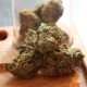 Auto Critical + feminised Ganja Seeds