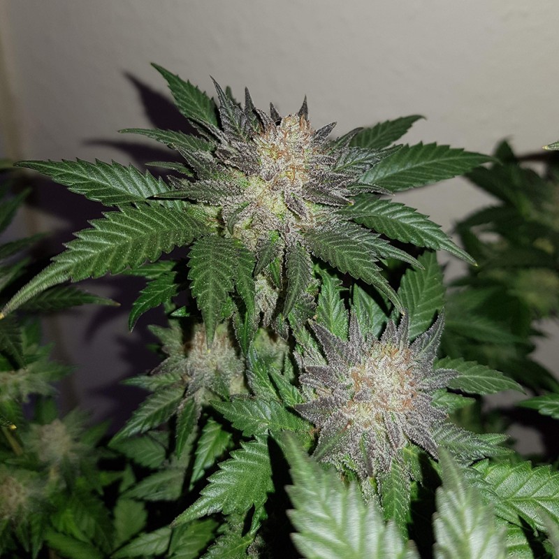 Auto Critical + feminised Ganja Seeds