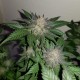 Auto Critical + feminised Ganja Seeds