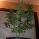 Auto Critical + feminised Ganja Seeds